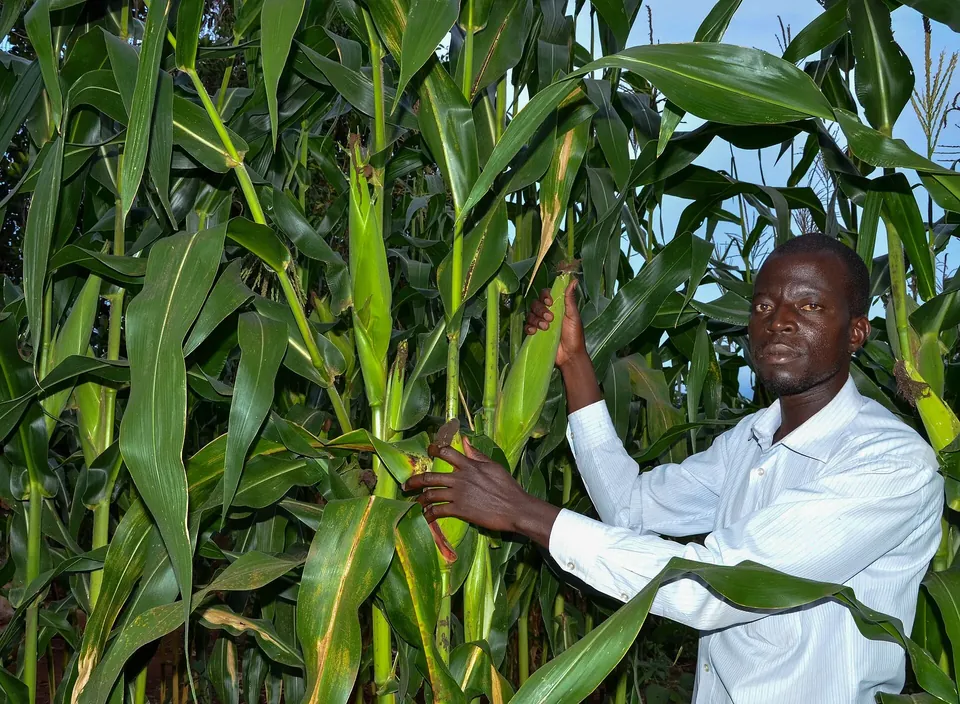 A farmer holding up a maize leaf in his field