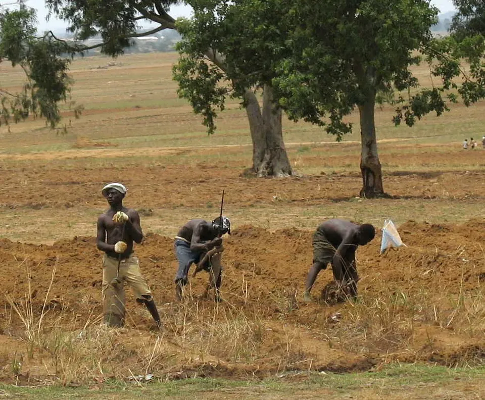 Farmers preparing a field with hoes in Nigeria