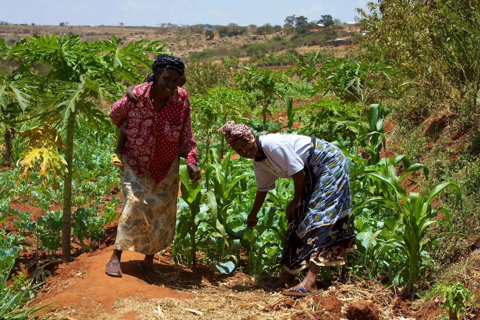 Women smallholder farmers in a maize plot